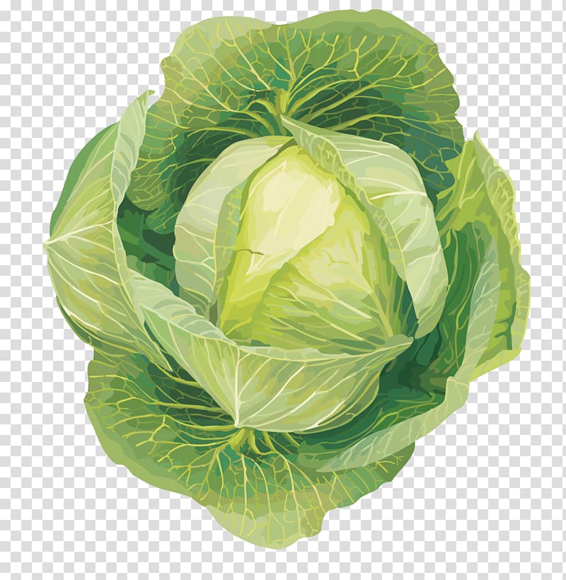 Cabbage Leaf vegetable Cruciferous vegetables , cabbage transparent background PNG clipart