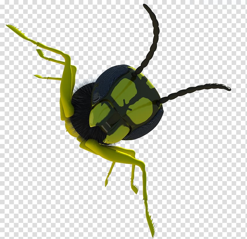 Beetle Weevil , Green beetle transparent background PNG clipart