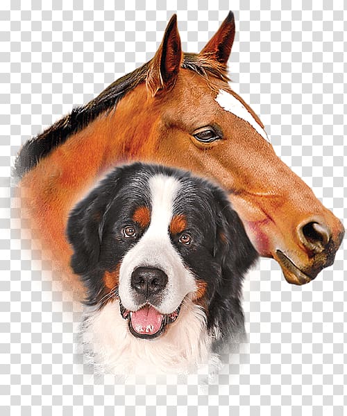 Dog breed Bernese Mountain Dog Permethrin Pekingese Horse, Tick bug transparent background PNG clipart