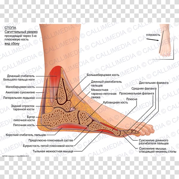 Finger Foot Sagittal plane Flexor digitorum longus muscle Flexor hallucis longus muscle, others transparent background PNG clipart