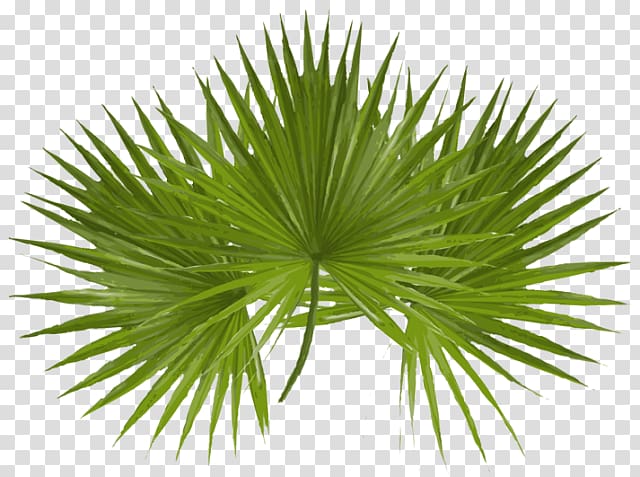 Asian palmyra palm Arecaceae Palm Sunday Desktop , palm leave transparent background PNG clipart