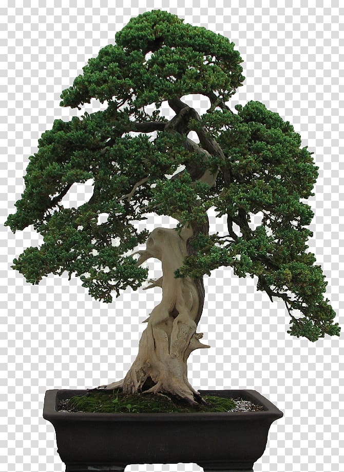 National Bonsai Foundation Penjing Fukien tea tree, tree transparent background PNG clipart