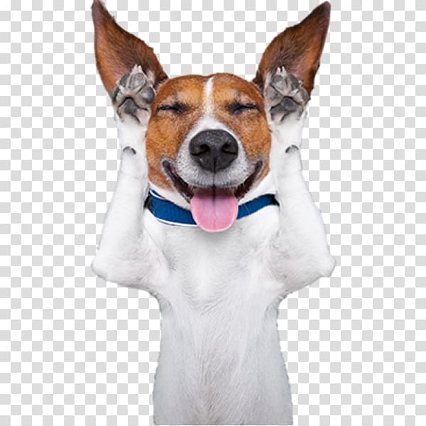 Jack Russell Terrier Dog breed Bad Pets: True Tales of Misbehaving Animals Parson Russell Terrier Rat Terrier, healthy dog transparent background PNG clipart