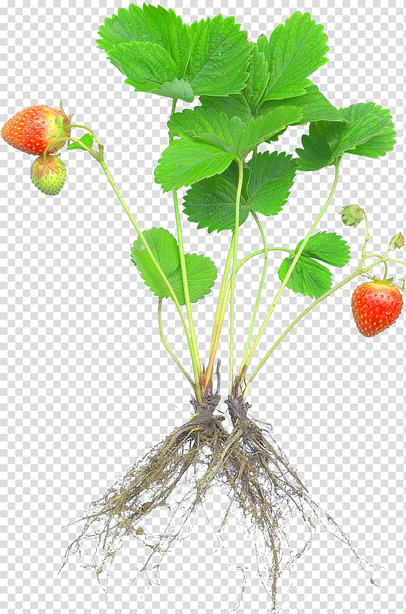 Strawberry Plant Rosaceae Fruit Cultivar, root transparent background PNG clipart