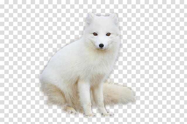 white arctic fox illustration, Arctic fox transparent background PNG clipart