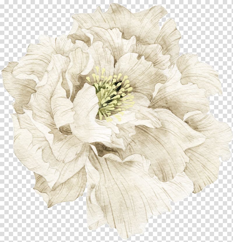 White , Pretty white flowers material, white peony flower illustration transparent background PNG clipart