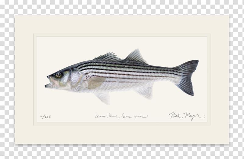 Fishing Baits & Lures Striped bass Fly fishing, Fishing transparent background PNG clipart