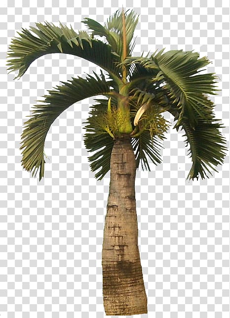 Asian palmyra palm Attalea speciosa Hyophorbe lagenicaulis Tree Oil palms, tree transparent background PNG clipart