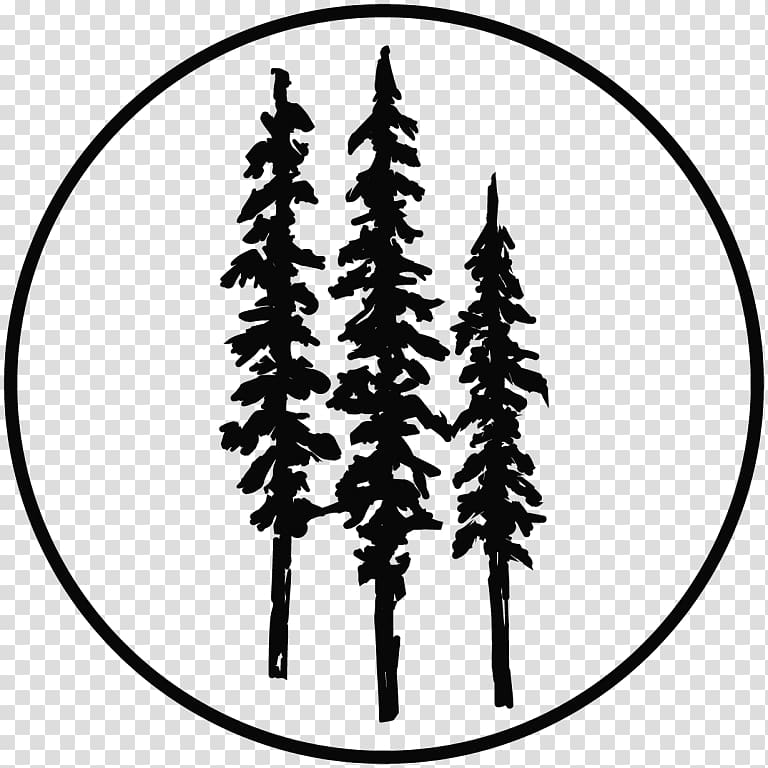 Spruce Redwood National and State Parks Coast redwood Drawing Tree, tree transparent background PNG clipart