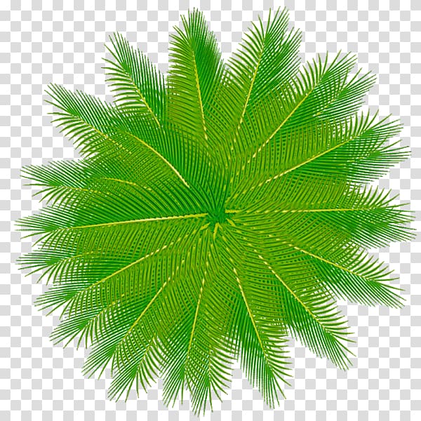 No Asian palmyra palm Ni T-16 Wo, others transparent background PNG clipart