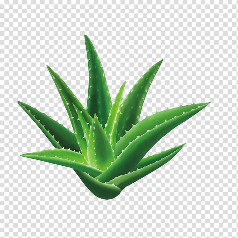 green plant illustration, Aloe vera Seed Houseplant Gel, Aloe transparent background PNG clipart