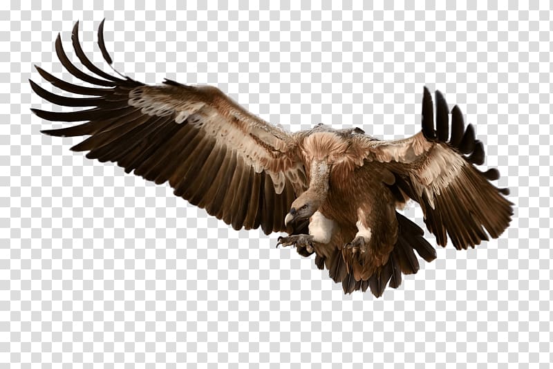 brown bird, Vulture Attacking Its Prey transparent background PNG clipart