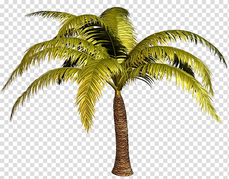 Babassu Arecaceae Tree Date palm, PALMERAS transparent background PNG clipart