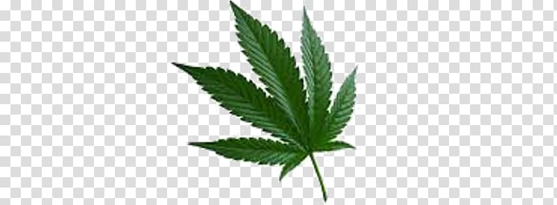 Marijuana Cannabis sativa Cannabis ruderalis Leaf, cannabis transparent background PNG clipart