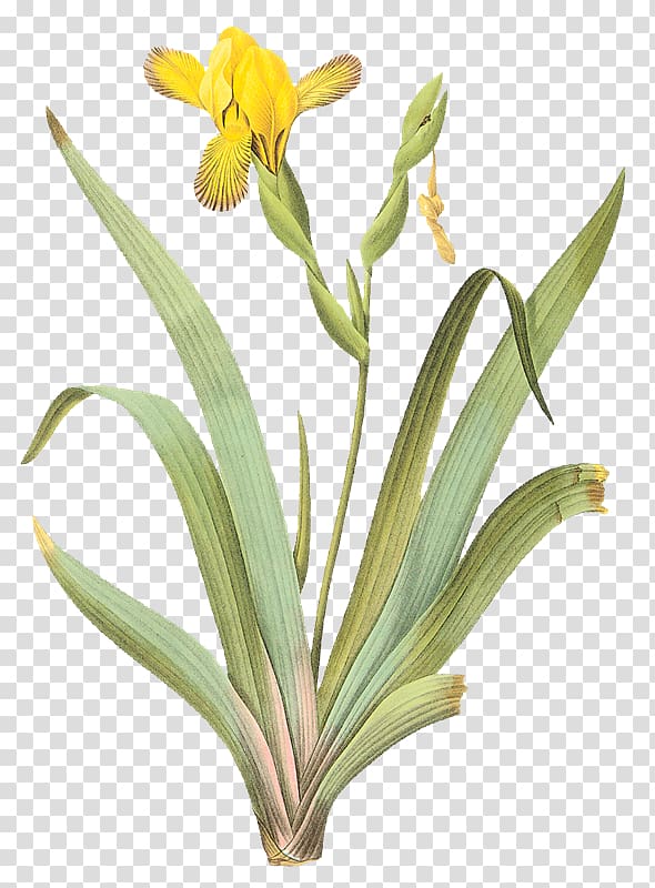 Flower Sweet Iris Botanical illustration Wall iris Iris pseudacorus, iris transparent background PNG clipart