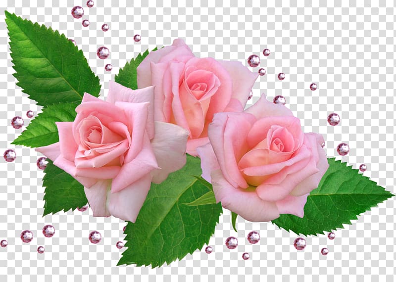 Garden roses Cabbage rose Cut flowers Floral design, flower transparent background PNG clipart