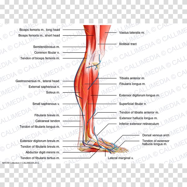 Human leg Muscle Nerve Knee Crus, chinese arch transparent background PNG clipart