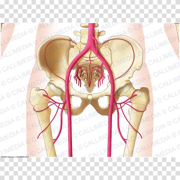 Artery Blood vessel Shoulder Nerve, others transparent background PNG clipart