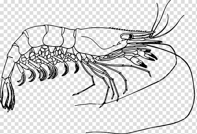 Prawn Shrimp Drawing , black boat transparent background PNG clipart