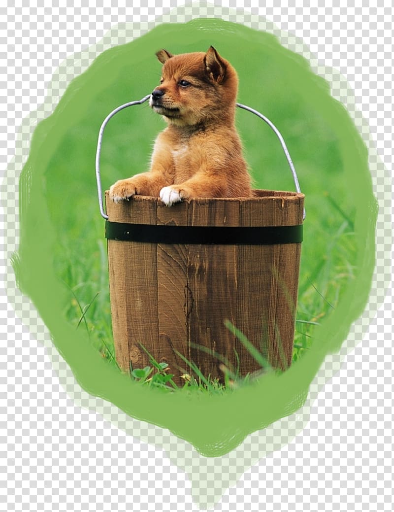 Puppy Tamaskan Dog Samoyed dog West Highland White Terrier Desktop , shih tzus transparent background PNG clipart