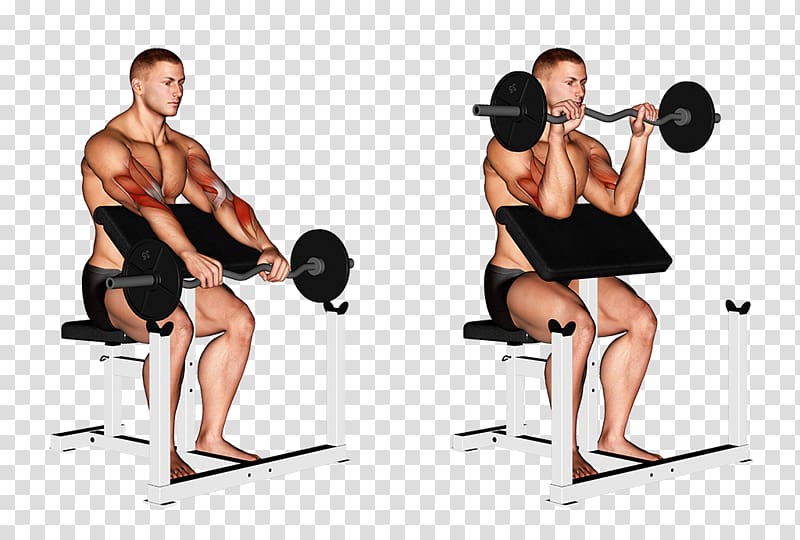 Wrist Weight training Barbell Biceps curl, barbell transparent background PNG clipart