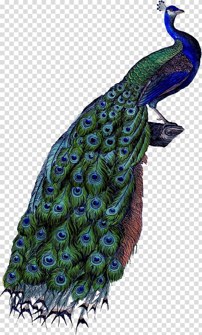 peacock digital painting, Peafowl , Peacock transparent background PNG clipart