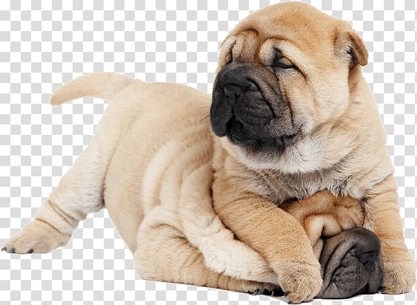 Shar Pei Puppy Chinese Shar-Peis The Chinese Shar-Pei Purebred dog, puppy transparent background PNG clipart