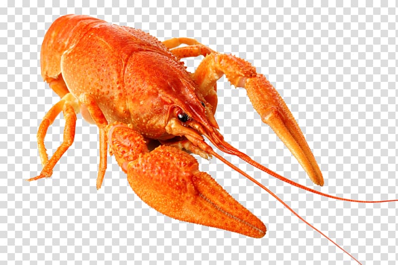 Lobster Crayfish as food Computer Icons, crab transparent background PNG clipart