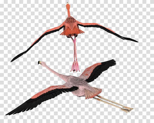 Bird White stork Flamingo Flight , Bird transparent background PNG clipart