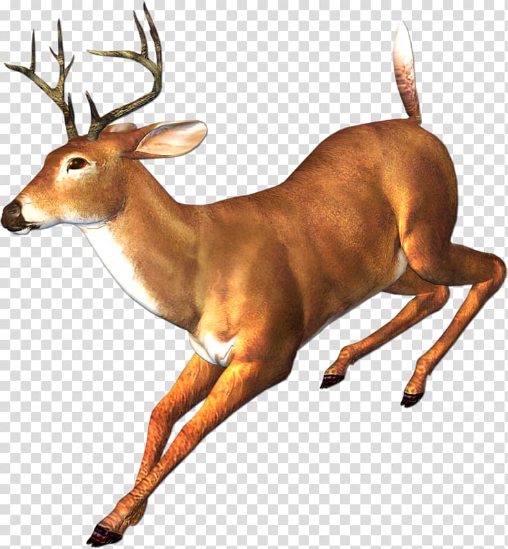 running deer transparent background PNG clipart