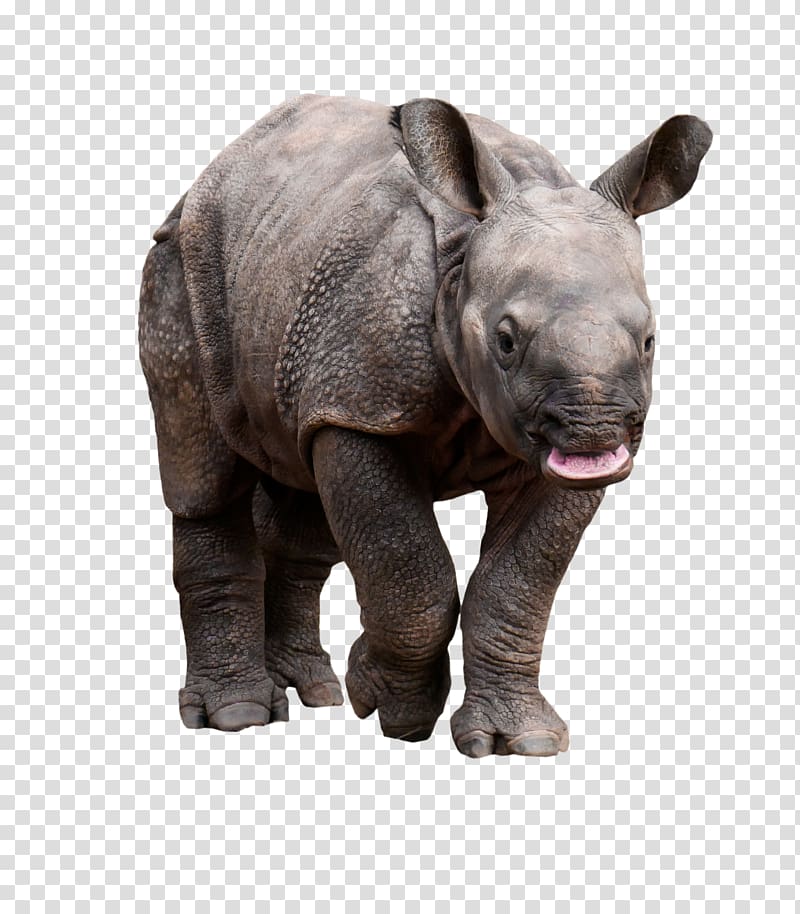 Rhinoceros Wildlife Pachydermata Animal Horn, rhinoceros transparent background PNG clipart
