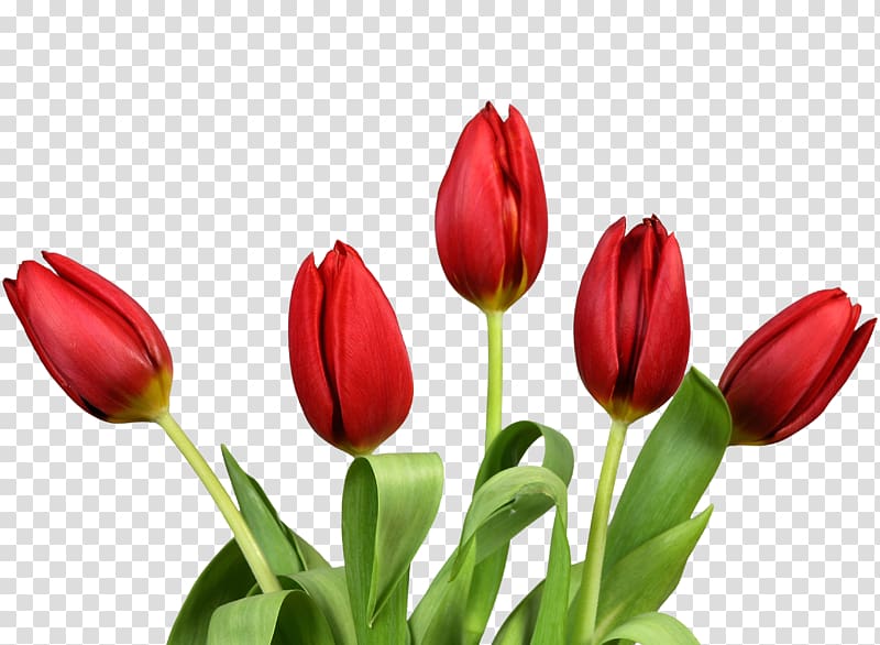 Flower Tulip , Bouquet flowers transparent background PNG clipart