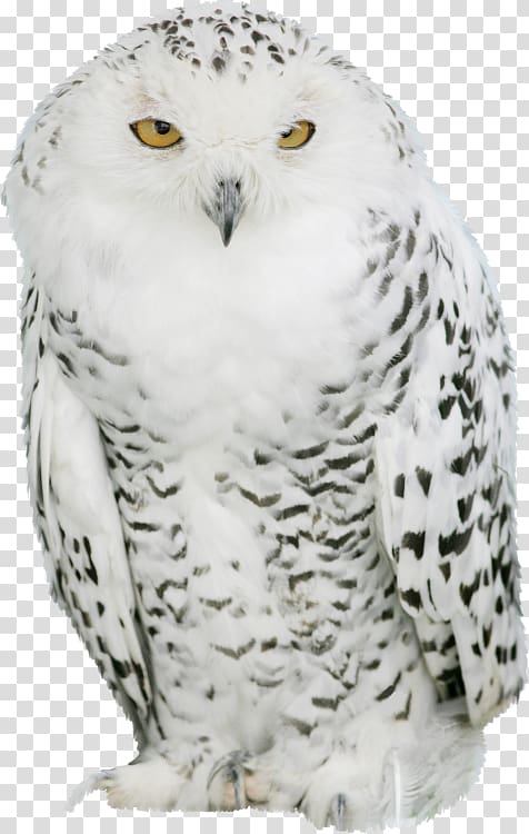 Great Grey Owl Snowy owl Barn owl iPad, owl transparent background PNG clipart