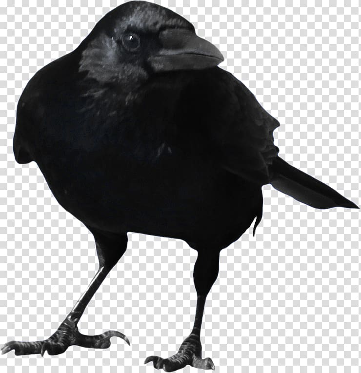 crow, Common raven , Crow transparent background PNG clipart
