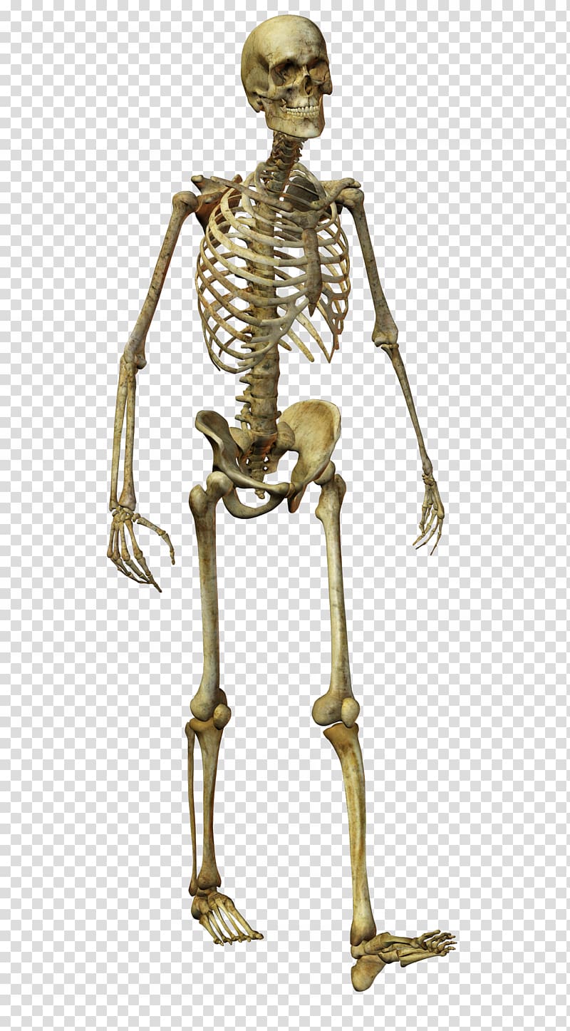 Human skeleton Homo sapiens Bone, Horror Skull transparent background PNG clipart