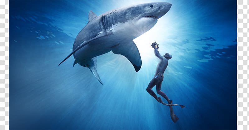 Great white shark Documentary film Predation, shark transparent background PNG clipart