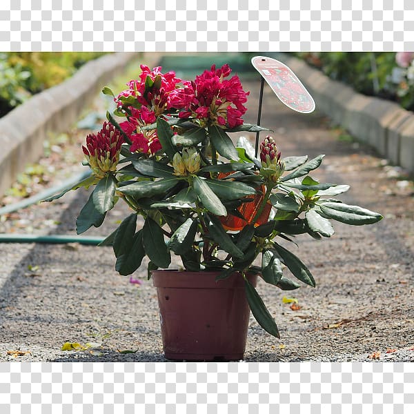 Purple rhododendron Rhododendron obtusum Rhododendron 'Scintillation' Catawba-Rododendron 'Grandiflorum' Pinsk, rhododendron transparent background PNG clipart