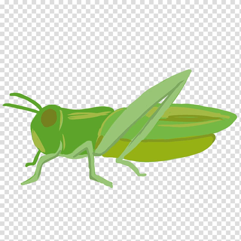 Insect Locust Caelifera , insect transparent background PNG clipart