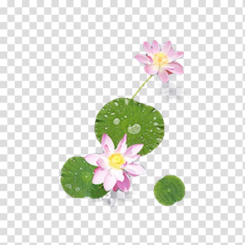 Nelumbo nucifera Petal Plant, Small decorative elements pink lotus transparent background PNG clipart