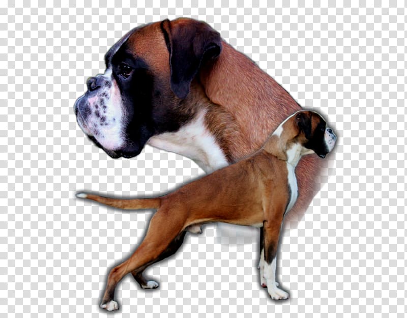 Boxer Valley Bulldog Dog breed Puppy, puppy transparent background PNG clipart