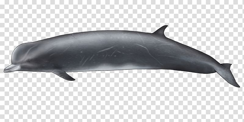 Common bottlenose dolphin Tucuxi Short-beaked common dolphin Rough-toothed dolphin Wholphin, Whitebeaked Dolphin transparent background PNG clipart