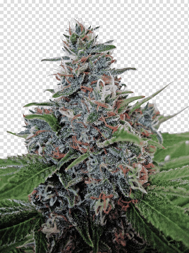 Autoflowering cannabis Cannabis ruderalis Marijuana Cannabis sativa, cannabis transparent background PNG clipart