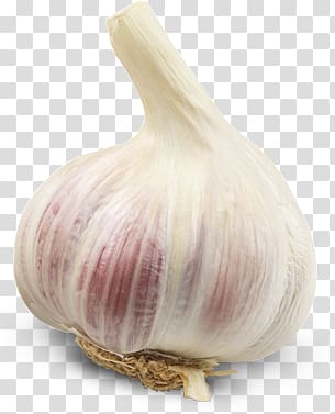 Garlic transparent background PNG clipart