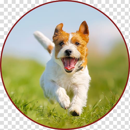 Jack Russell Terrier Parson Russell Terrier Irish Terrier Puppy, puppy transparent background PNG clipart