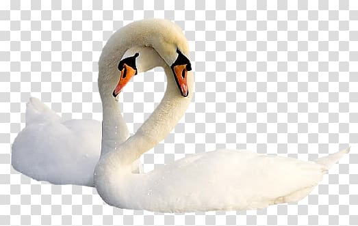 white crane transparent background PNG clipart