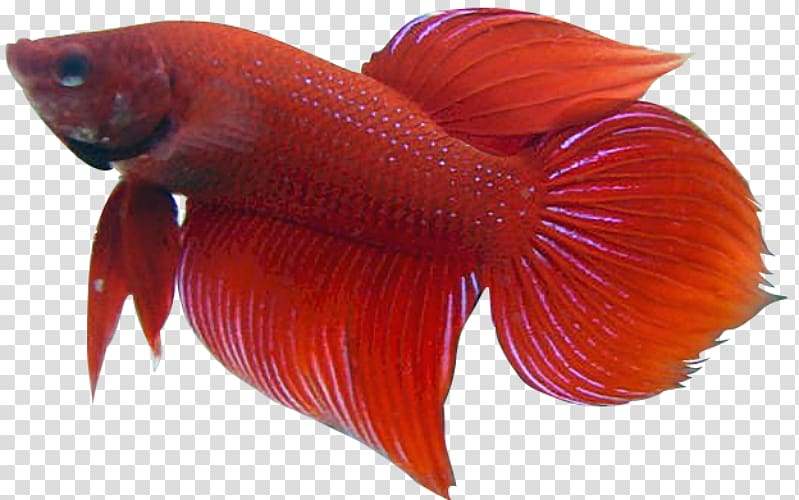 Siamese fighting fish Veiltail , fish transparent background PNG clipart