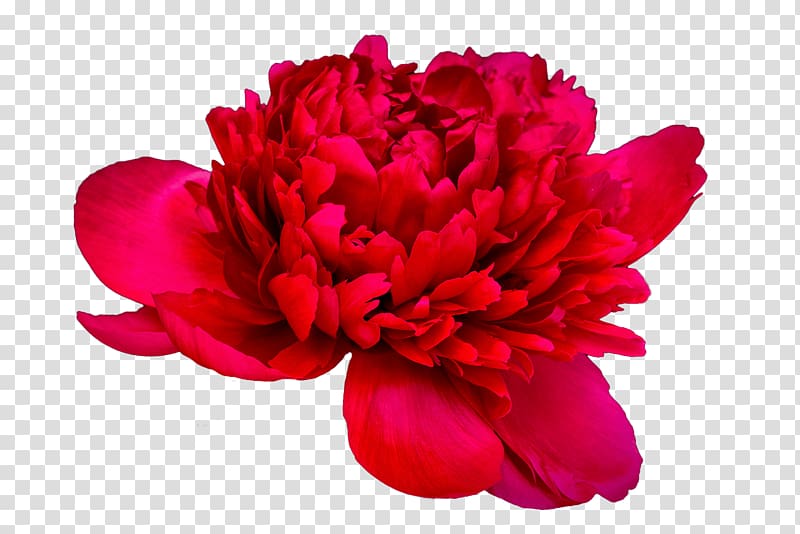 Peony Paeonia \'Coral Charm\' Paeonia \'Coral Sunset\' Cut flowers, peony transparent background PNG clipart