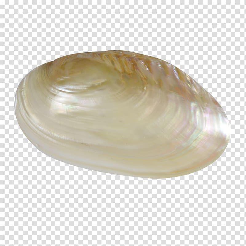 Cockle Clam Veneroida Tellinidae Seashell, seashell transparent background PNG clipart