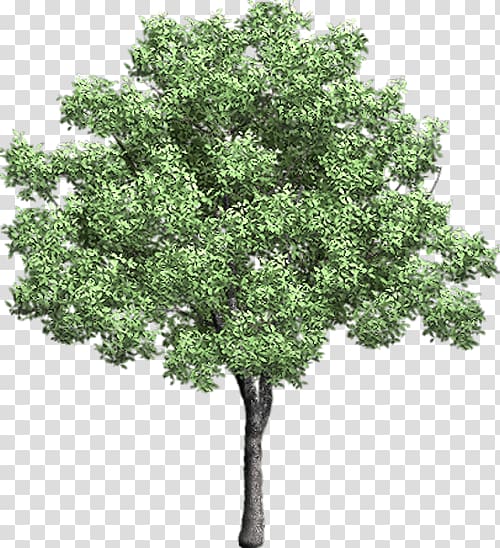 Tree Computer Icons , arboles transparent background PNG clipart