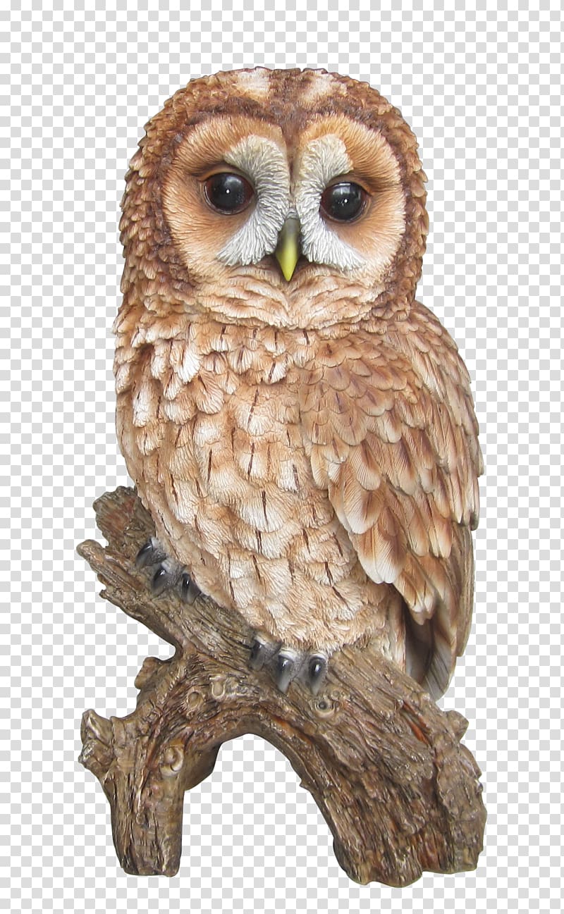brown owl illustration, Tawny owl Barn owl Barred Owl , tawny transparent background PNG clipart